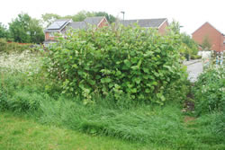 Japanese Knotweed